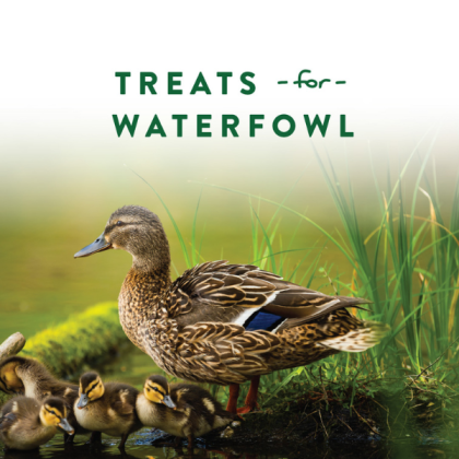 Duck Discs Treats For Ducks | Manna Pro